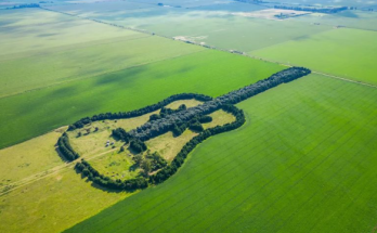 The promise for which I plant 7 thousand trees forming a guitar  that   can be seen from space