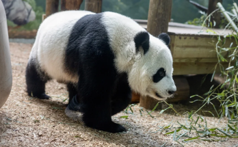 Zoo Atlanta bids farewell to pandas after 25 years