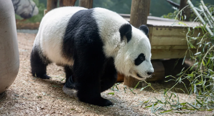 Zoo Atlanta bids farewell to pandas after 25 years