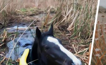 Man Rescued a Trapped Crying Wild Horse. How It Thanked Him is Unbelievable.