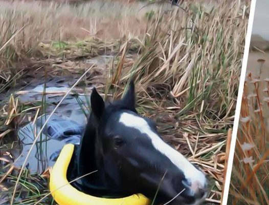 Man Rescued a Trapped Crying Wild Horse. How It Thanked Him is Unbelievable.