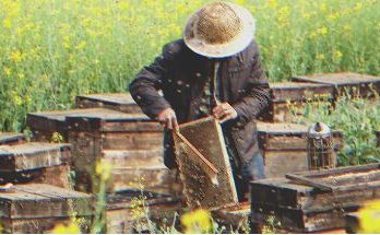 I Was Upset That My Grandfather Only Left Me an Old Apiary until I Looked into the Beehives — Story of the Day